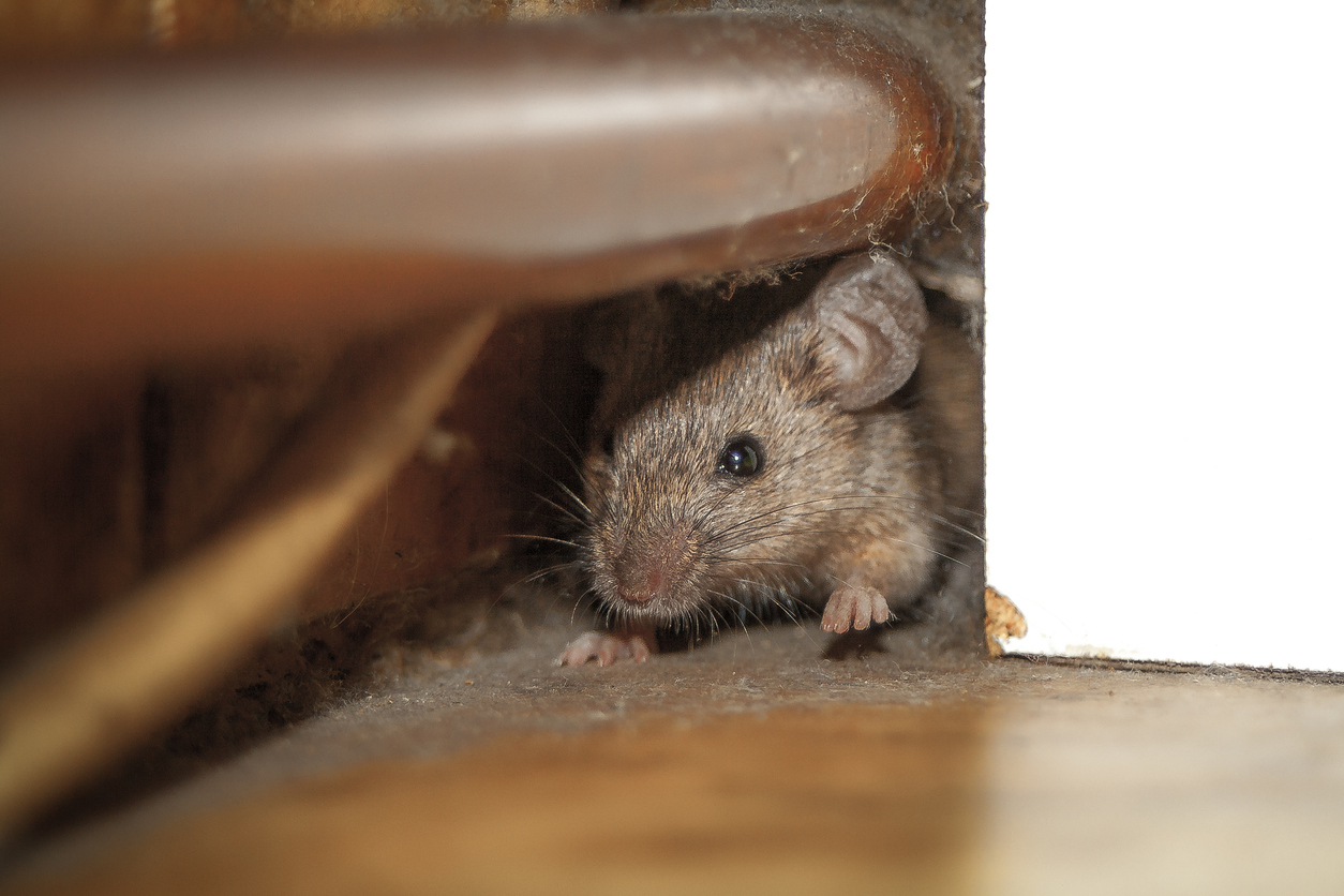 Dératisation souris