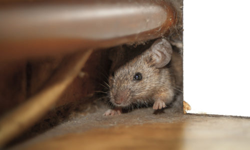 Dératisation souris